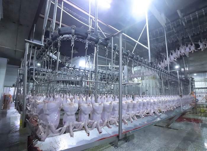 Продувочная конвейерная линия